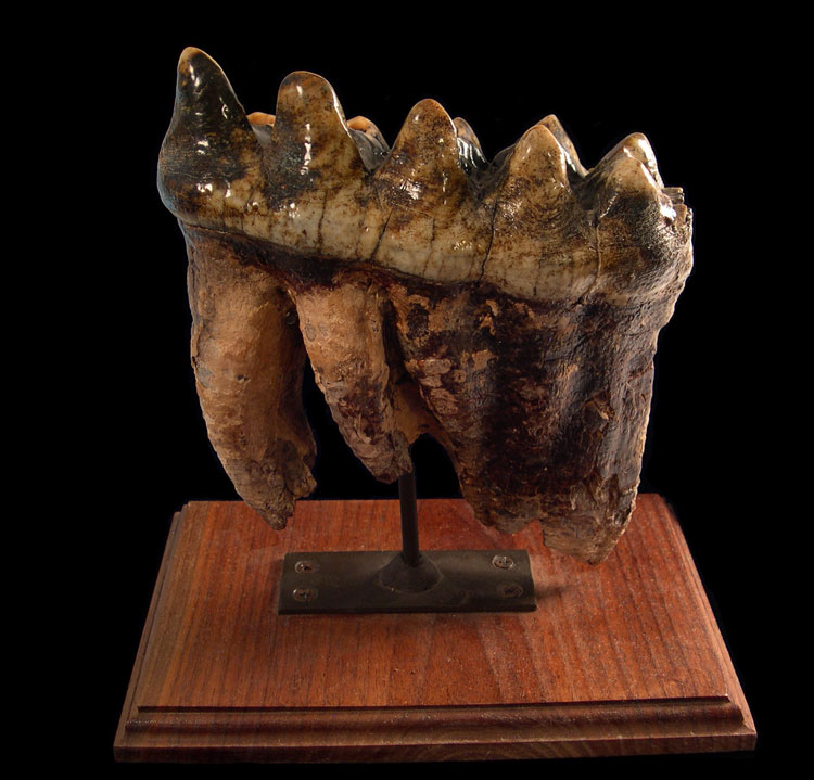 mastodon tooth for sale