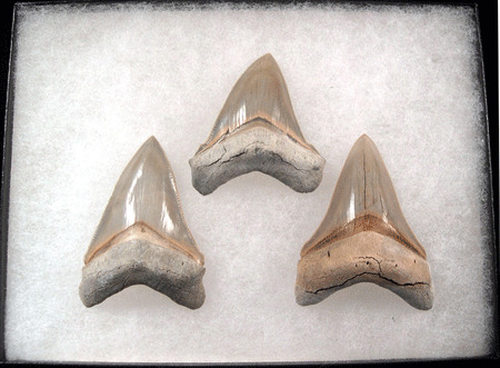 A Guide To Owning Your Own Megalodon Tooth Collection