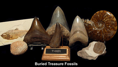 The Best Place To Buy Megalodon Teeth For Collectors