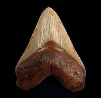 Evolution of Megalodon’s Teeth into the Ultimate Cutting Tools: Things You Should Know