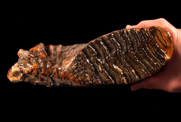 Mastodon Versus Mammoth: This Week’s Top Story In Mammoth Tooth For Sale