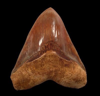 Discovering Rare Fossils: Your Guide To Megalodon Teeth