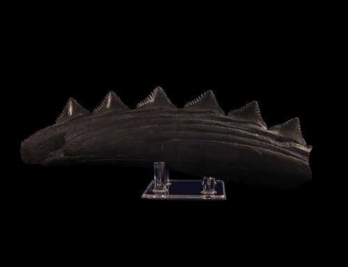 The Enigma of the Black Shark Tooth: A Rare Gem