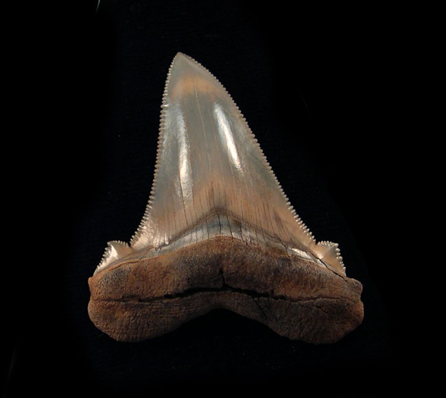 What Makes Angustidens Shark Teeth Unique For Collectors