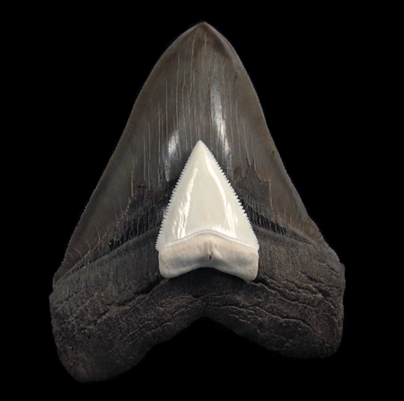Megalodon vs Great White: Unearthing the Dental Diaries of Ocean Titans
