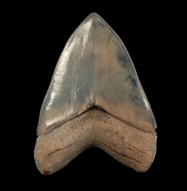 Unearthing the Majesty of the North Carolina Megalodon Tooth: A Collector's Dream