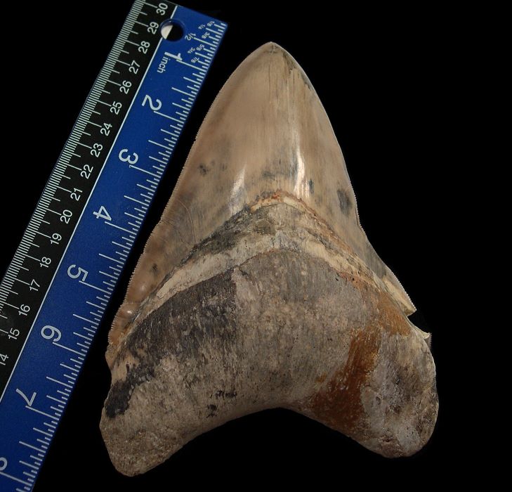 Exploring The Value And Size Of Megalodon Fossil Teeth