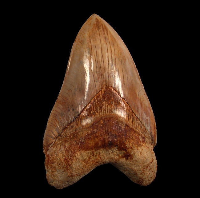 Unearthing the Giants of the Past: The Fascinating West Java Megalodon Tooth