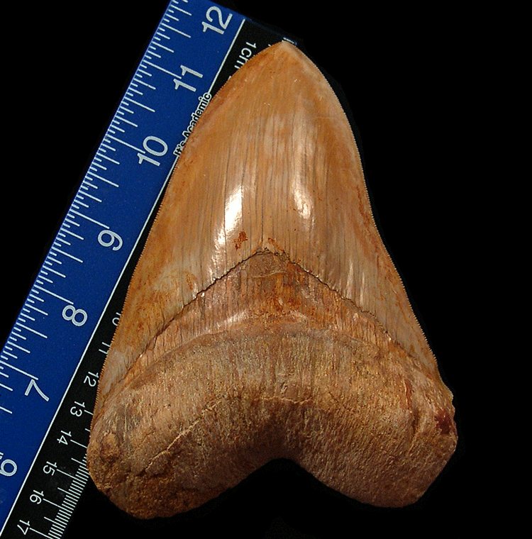Unveiling the Magnificent Range of Megalodon Tooth Sizes: From