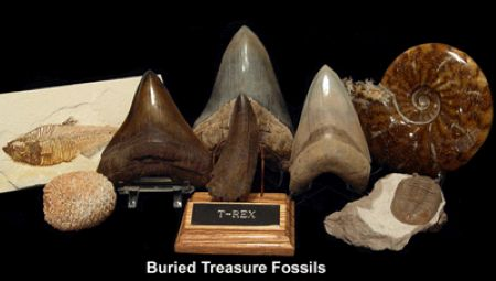 Fossil Hunting Adventures: Finding The Megalodon's Legacy