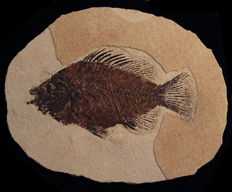 Unearthing History: The Fascinating World of Ancient Fish Fossils