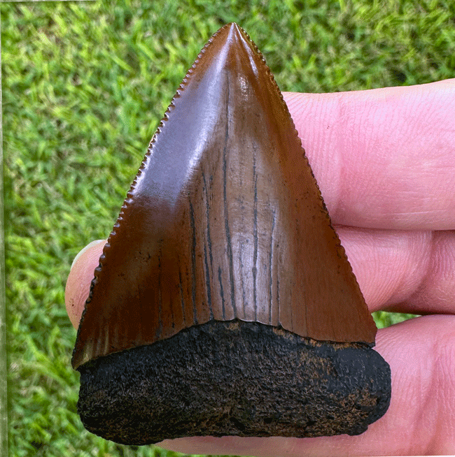 Megalodon Tooth Found in North Carolina: Why These Fossils Are So Valuable