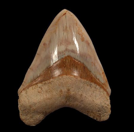 How West Java Developed A Fossil Digging Business 