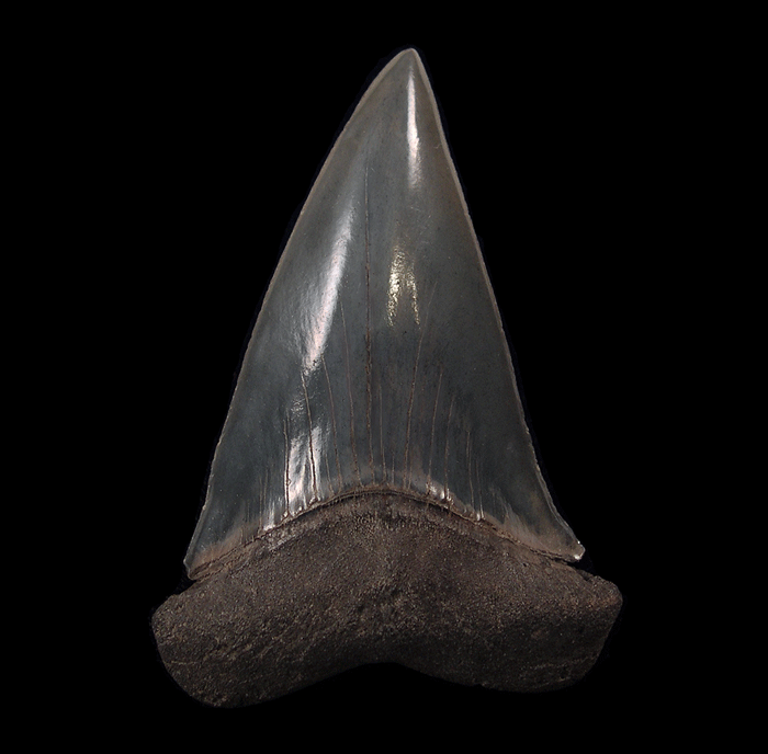 How to Spawn Megalodon Tooth in ARK Without Confusion