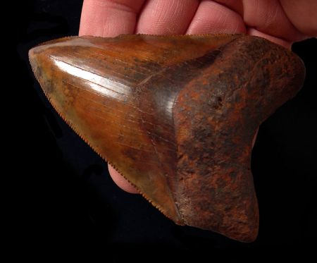 The Copper-Red Treasures: Megalodon Teeth from North Carolina’s Rivers