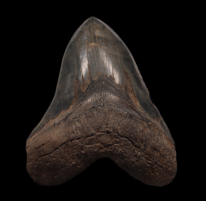 Are Megalodon Teeth for Sale Online Really Authentic? What Collectors Should Know