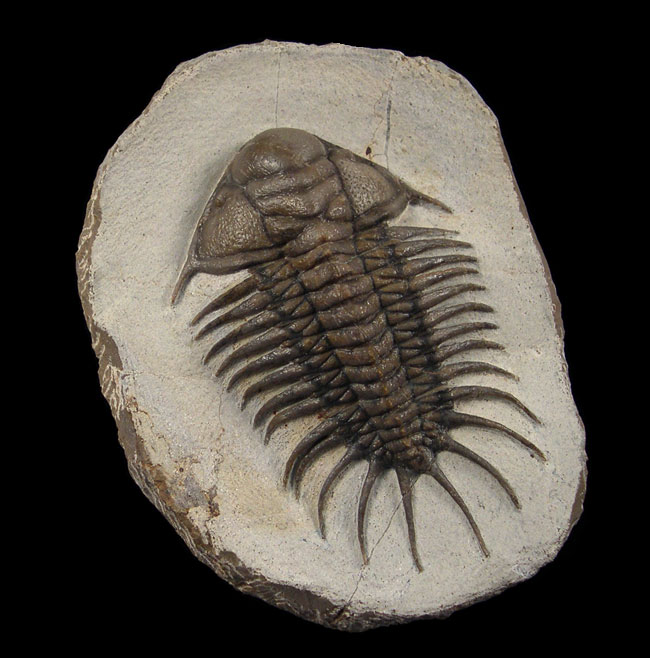 rare trilobites