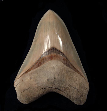 Top 3 Gift Ideas for Fossil Hunters