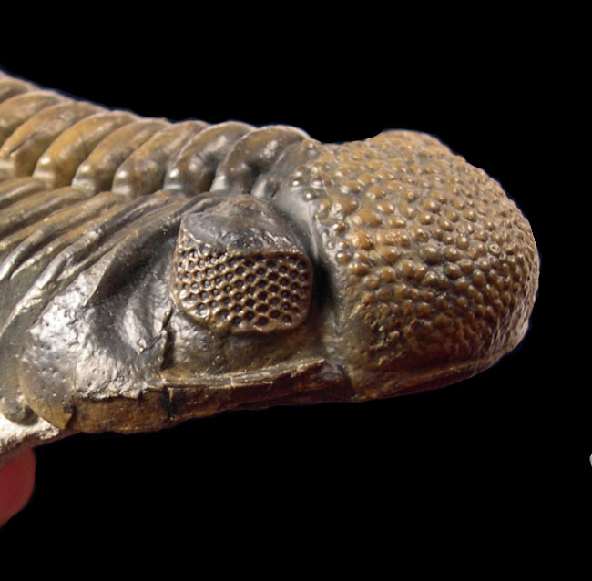 How Much Do You Know About The Trilobite Eye? Read To Find Out!