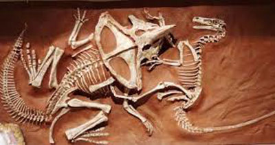 Velociraptor Were Birds But Not Exactly Birds, Read On To Find Out Why
