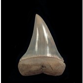Things You Want to Know About Fossil Formation