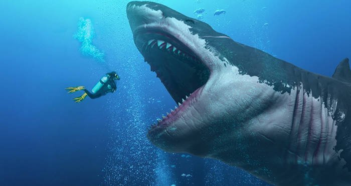 3 Interesting Facts about The Largest Extinct Mackerel Shark: Megalodon