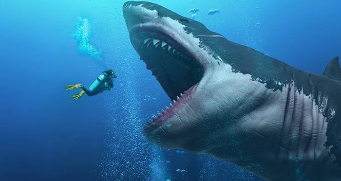 Ginormous shark clearance