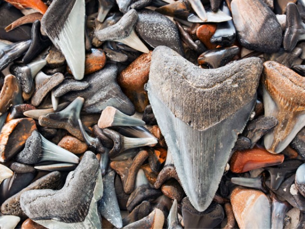 Finding a Megalodon Tooth