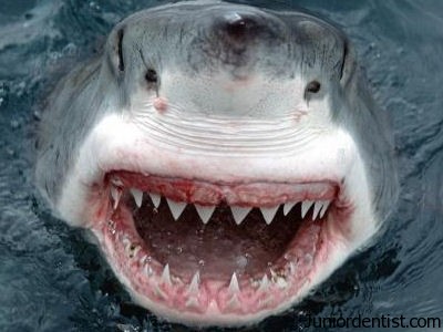 Understanding Shark Teeth - Why Do They Vary So Much?