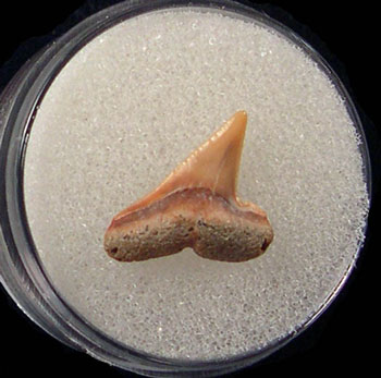 Hammerhead