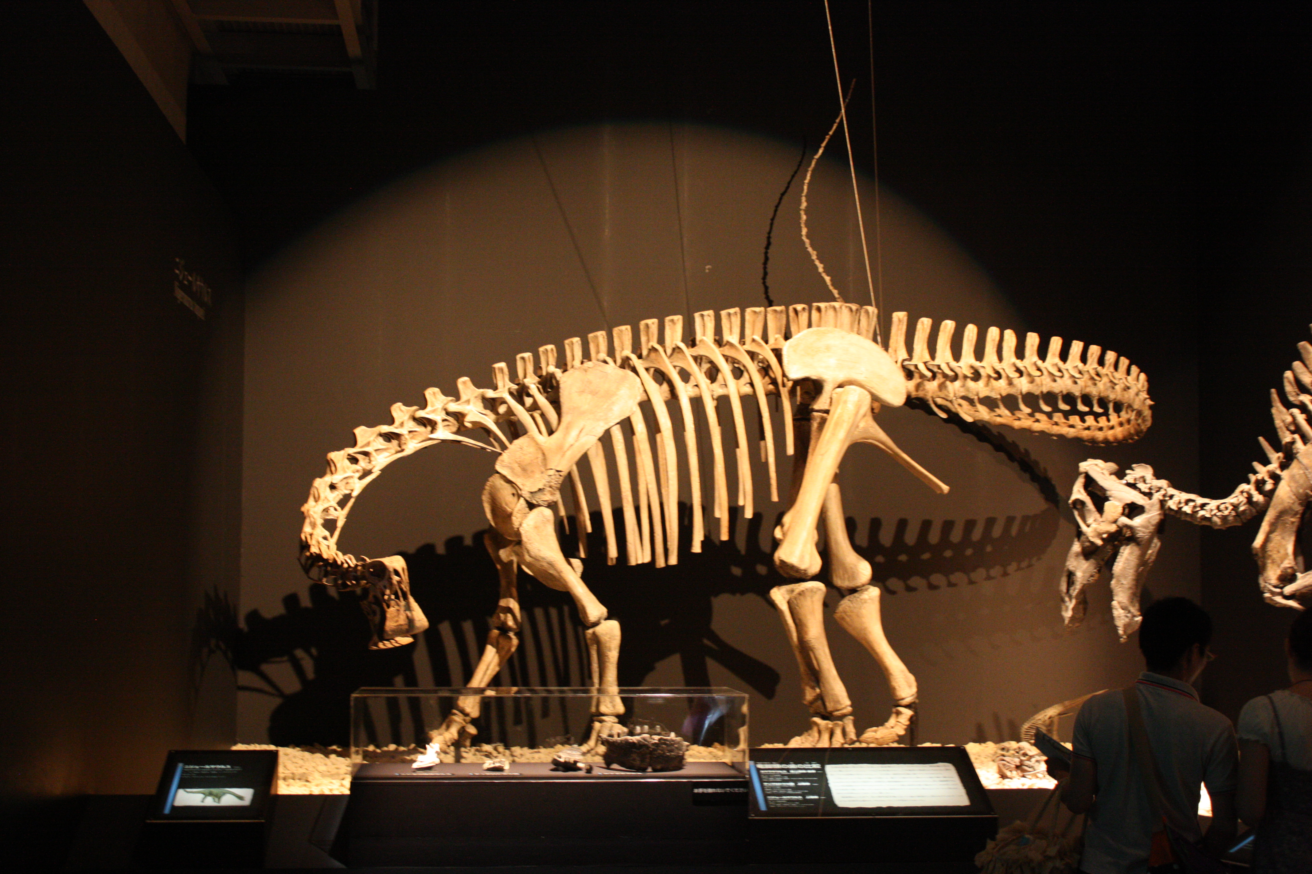 Learn The Real Facts About What Dinosaur Had 500 Teeth. Top 5 Freakish Dinosaurs