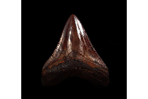North Carolina Megalodon Tooth