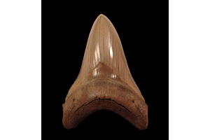 Megalodon tooth for sale