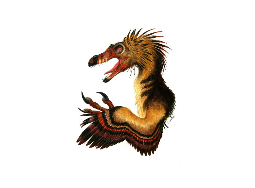 Velociraptor Raptor Dinosaur