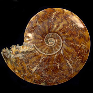 Ammonite 100/% Natural  Ammonite Fossil Polished Ammonite Cabochon for Pendant  97cts  51x35x7mm