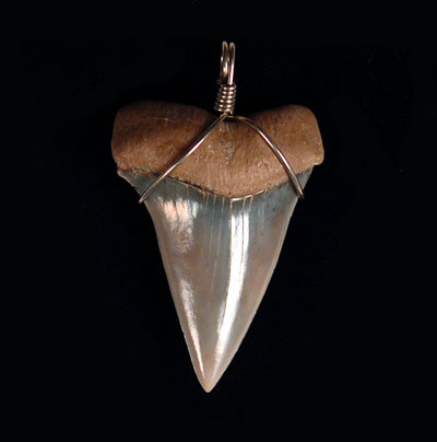 GENUINE LRGE FOSSIL 4cm SHARK TOOTH NECKLACE ODOTUS * BUY 1 GET 1 FREE