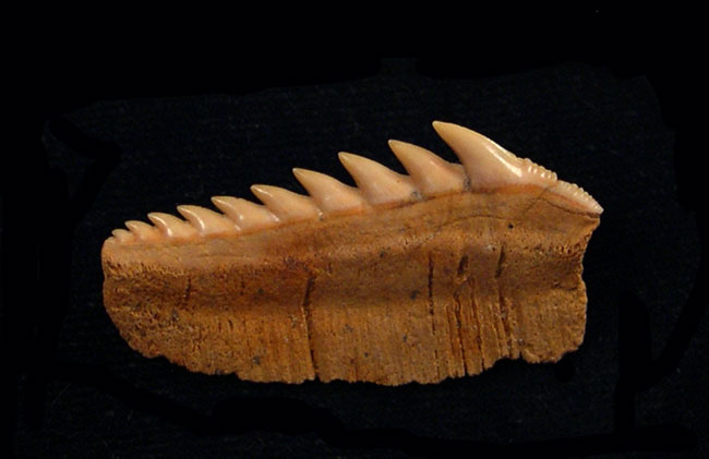 Shark tooth fossil Hexanchus griseus six gill shark w/info two teeth per winner 