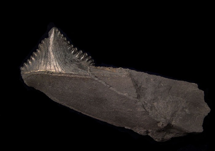 Edestus - Coal Shark
