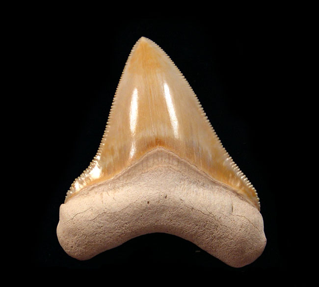 Florida - Bone Valley Megalodon Teeth
