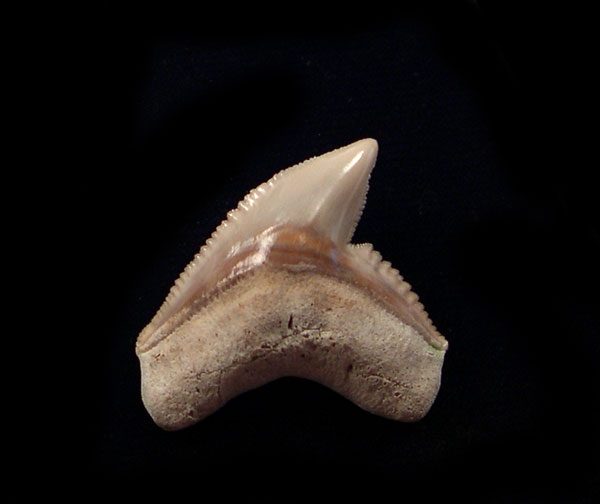 Tiger Shark Teeth for Sale | Buried Treasure Fossils