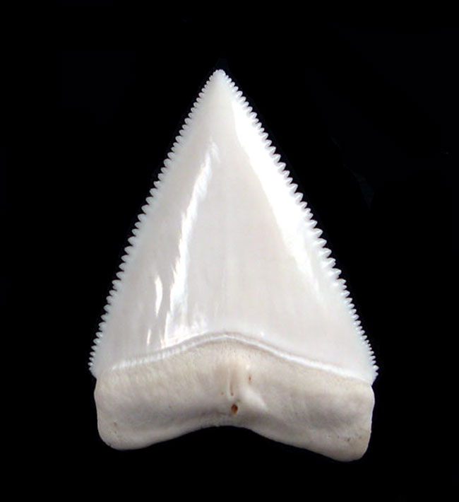 Modern Shark Teeth for sale | Buried Treasure Fossils