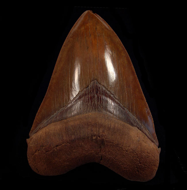 No. Carolina - Copper Red Megalodon Teeth