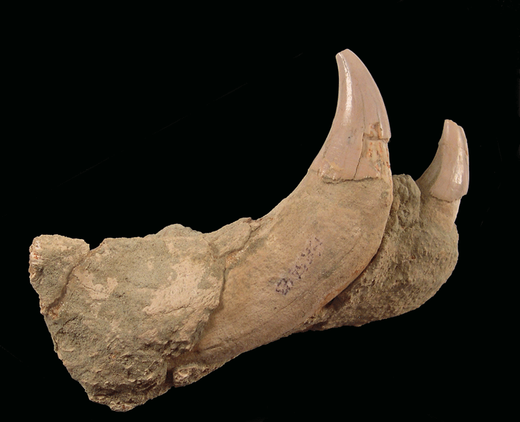 Sea Lion Teeth & Fossils (Allodesmus) - Sharktooth Hill