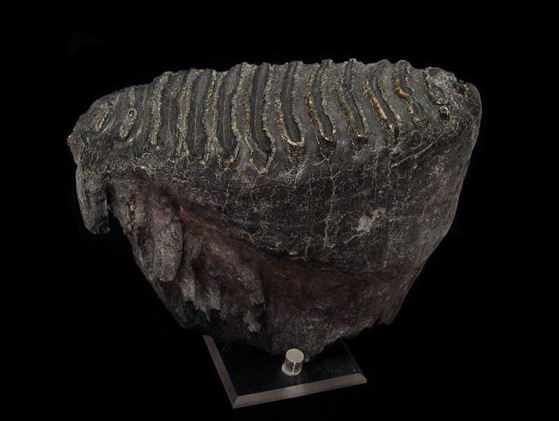 Mammoth Teeth & Fossils - Old