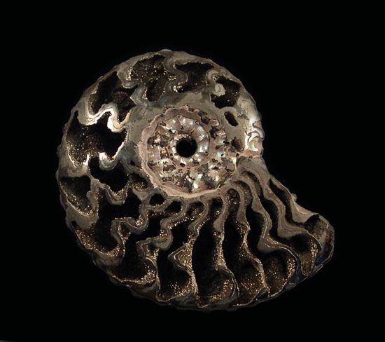 Pyrite ammonite collectible fossil 
