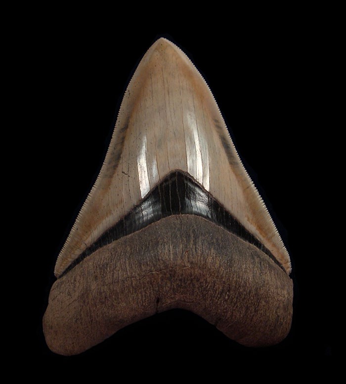 Georgia Megalodon Teeth