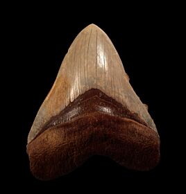 Big Chilean Megalodon tooth for sale | Buried Treasure Fossils