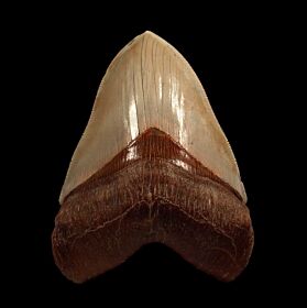 Real Chilean Megalodon tooth for sale | Buried Treasure Fossils