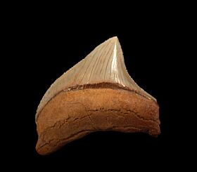 Small Chilean Megalodon tooth for sale | Buried Treasure Fossils