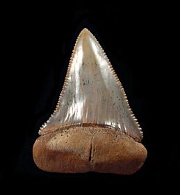 Carcharodon carcharias   